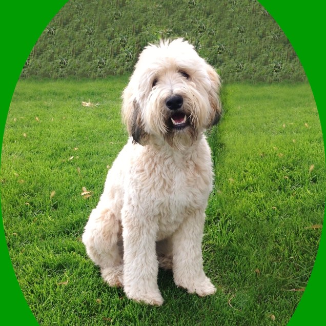 cropped-1-1-standard-whoo