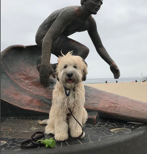 Ace the Mini Whoodle.jpg