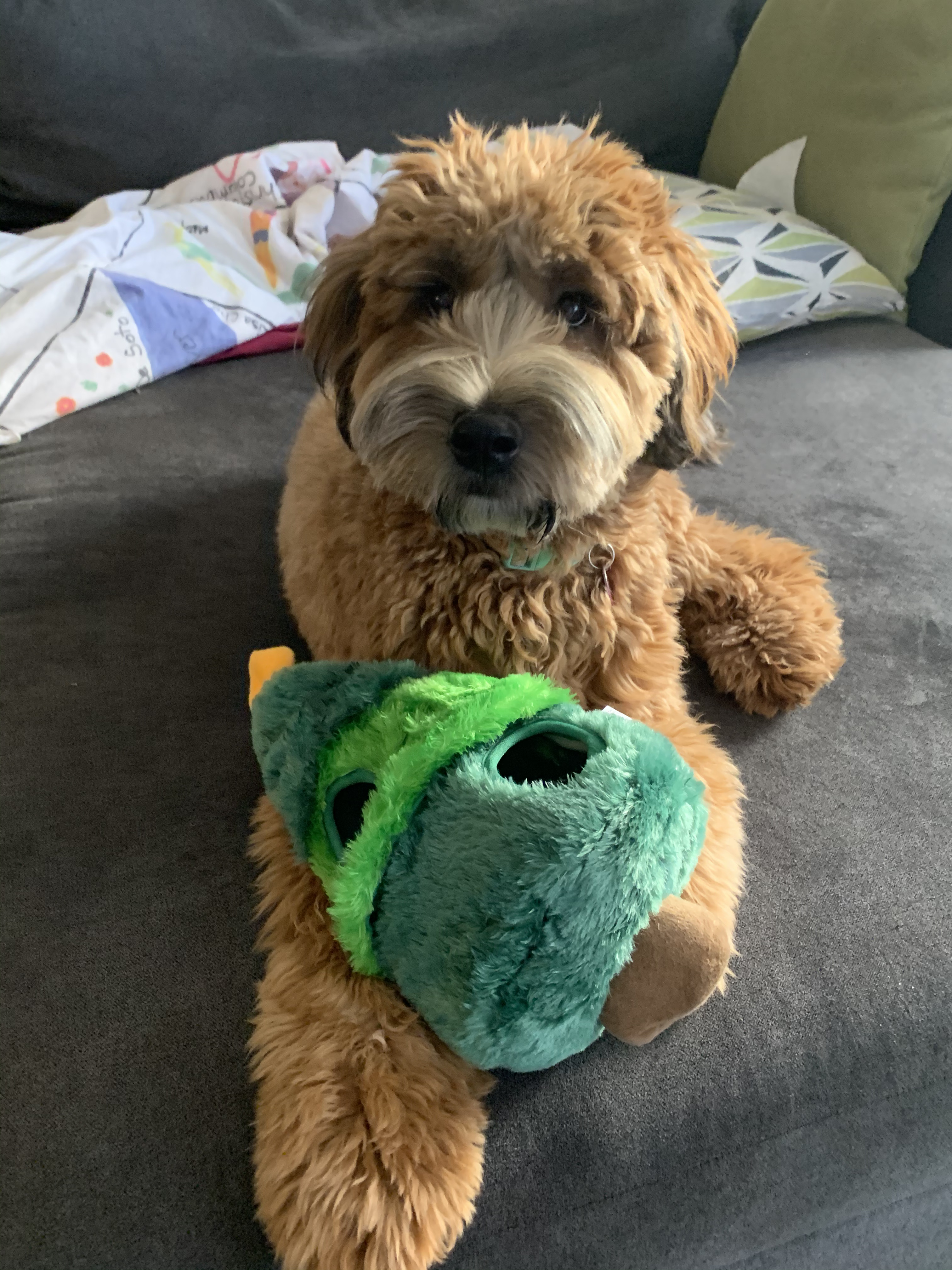 Whoodle Whoodle Puppy Pheobe – Reviews for Celebrity Pups – Whoodles